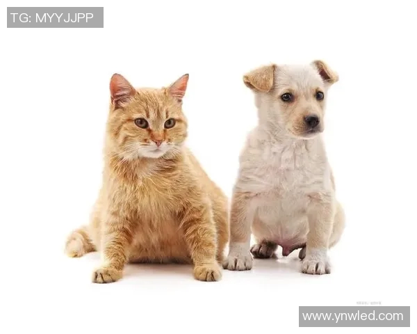 爱宠物的足球明星们与他们的毛茸茸伙伴们的温馨生活揭秘